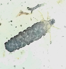 Odontoceridae