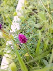 Celosia spicata
