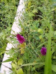 Celosia spicata