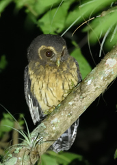 Strix virgata