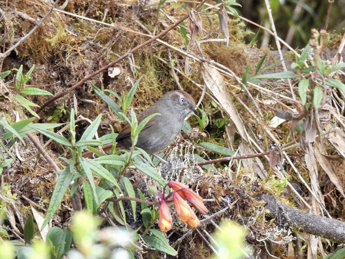 White-chinned Thistletail (Asthenes fuliginosa), photo 5