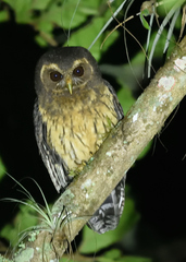 Strix virgata