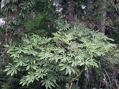 Fatsia polycarpa