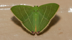 Urolitha bipunctifera