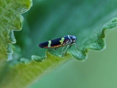 Macugonalia leucomelas