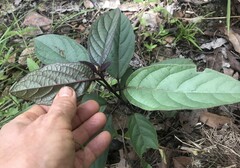 Clerodendrum longiflorum