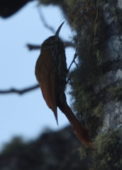 Lepidocolaptes lacrymiger