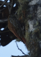 Lepidocolaptes lacrymiger