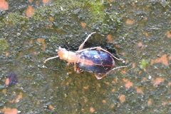 Brachinus sclopeta