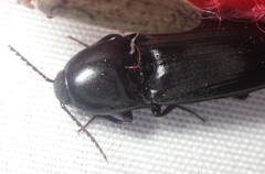 Elater abruptus