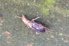 Brachinus sclopeta