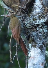Dendroplex picus