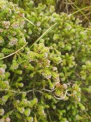 Erica ericoides