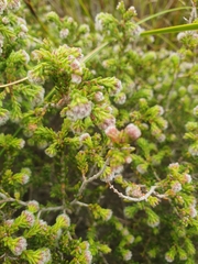 Erica ericoides