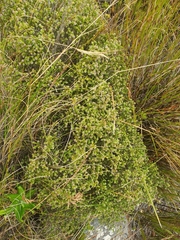 Erica ericoides