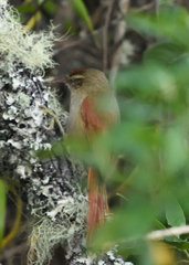 Cranioleuca hellmayri