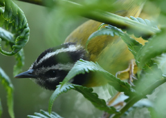 Myiothlypis basilica