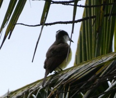 Pitangus sulphuratus