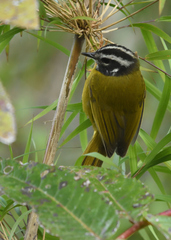 Myiothlypis basilica