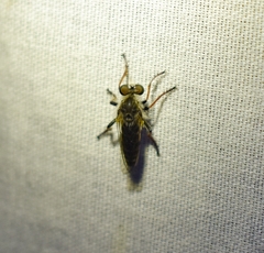 Brachyrhopalinae