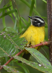 Myiothlypis basilica