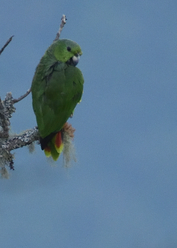 Scaly-naped Amazon (Amazona mercenarius), photo 4