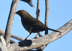 Turdus fuscater