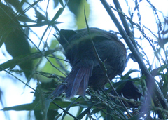 Synallaxis fuscorufa