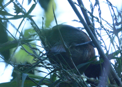 Synallaxis fuscorufa