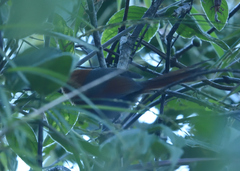 Synallaxis fuscorufa