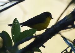 Myioborus flavivertex