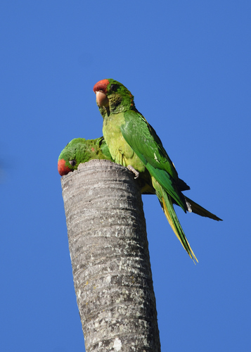 Scarlet-fronted Parakeet (Psittacara wagleri), photo 6