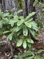 Magnolia