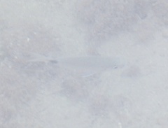 Diplodus bermudensis