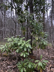 Magnolia