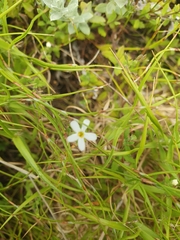 Chaenostoma hispidum