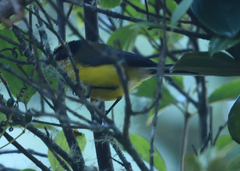 Myioborus flavivertex