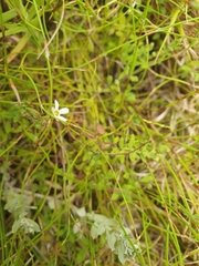 Chaenostoma hispidum