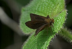 Iambrix salsala salsala