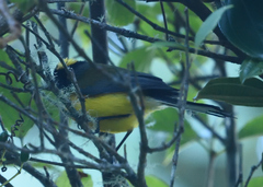 Myioborus flavivertex