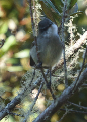 Mecocerculus leucophrys