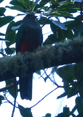 Pharomachrus fulgidus