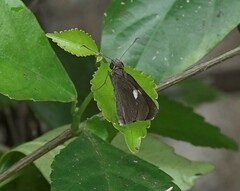 Notocrypta paralysos