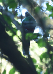 Pharomachrus fulgidus