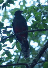 Pharomachrus fulgidus