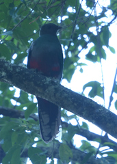 Pharomachrus fulgidus