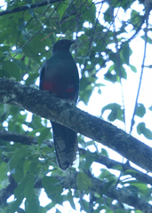 Pharomachrus fulgidus