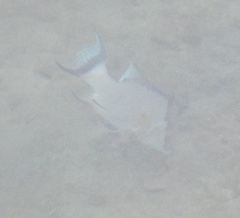 Lachnolaimus maximus