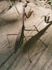 Tenodera sinensis