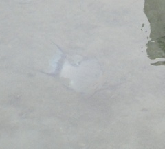 Lachnolaimus maximus